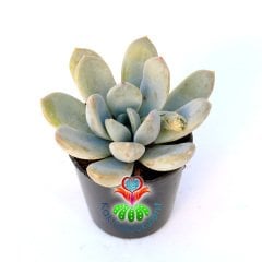 Sukulent, Pachyphytum 'Bill Baker' - Beyaz Gri Yapraklı - 5,5 cm Saksıda Mini Bahçe Teraryum için İdeal
