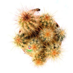 Trichocereus Candicans Cluster Bronz Meşale Sütun Kaktüs 5,5 Saksı Dolusu