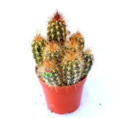 Trichocereus Candicans Cluster Bronz Meşale Sütun Kaktüs 5,5 Saksı Dolusu