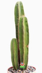 Canlı Dev Kaktüs, Lemaireocereus Dumortieri 55 + cm Uzunluğunda -17 cm Canyon Seramik Saksıda Kaktüs