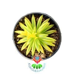 Sukulent, Peperomia Dolabriformis Prayer Pepper (Dua Biber) - 5,5 cm saksıda - Parlak Yeşil Renk Çizgili Yapraklı