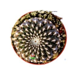 Sulcorebutia Arenacea-Altın Renk Dikenli -5,5 cm Saksıda Özel Tür Kaktüs İthal