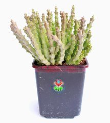 Sukulent, Stapelia Orbea Variegata -Leş Kaktusü-12 cm saksıda- Estetik Çiçekli Dekor Salon Bitkisi