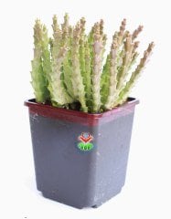Sukulent, Stapelia Orbea Variegata -Leş Kaktusü-12 cm saksıda- Estetik Çiçekli Dekor Salon Bitkisi