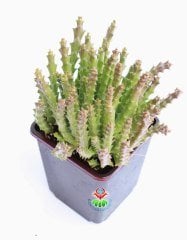 Sukulent, Stapelia Orbea Variegata -Leş Kaktusü-12 cm saksıda- Estetik Çiçekli Dekor Salon Bitkisi