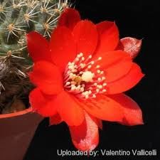 Rebutia Brunescens -5,5 cm Saksıda Nadir Tür Kaktüs