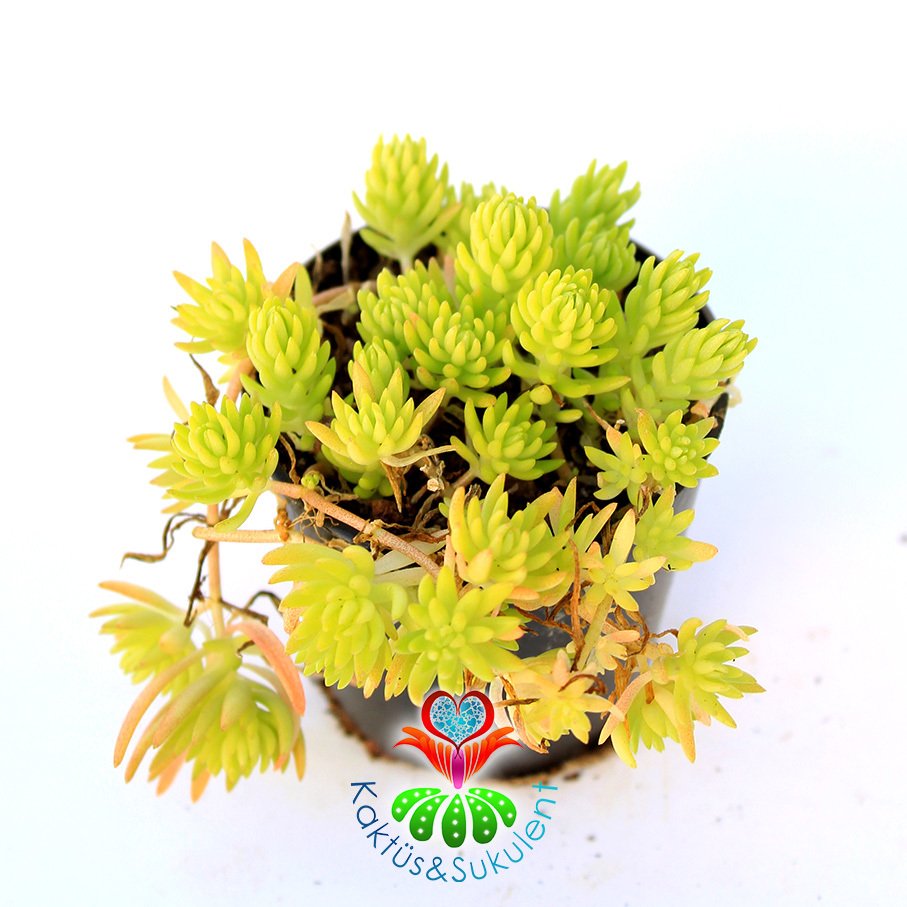 Sukulent, Sedum Rupestre 'Angelina' (Golden Sedum) -Altın Sedum-5,5 cm Saksıda Canlı Yeşil Renkli