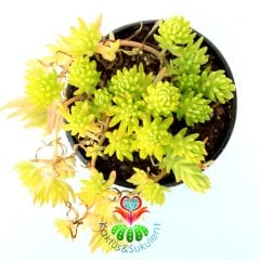 Sukulent, Sedum Rupestre 'Angelina' (Golden Sedum) -Altın Sedum-5,5 cm Saksıda Canlı Yeşil Renkli