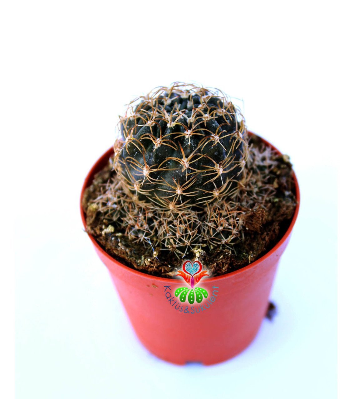 Rebutia Brunescens -5,5 cm Saksıda Nadir Tür Kaktüs