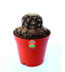 Rebutia Brunescens -5,5 cm Saksıda Nadir Tür Kaktüs
