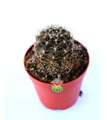 Rebutia Brunescens -5,5 cm Saksıda Nadir Tür Kaktüs
