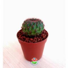 Sukulent, Stapelia Mutabilis - Leş Kaktusü - 12 cm saksıda- Estetik Desenli Çiçek Açar, Dekor Bitki