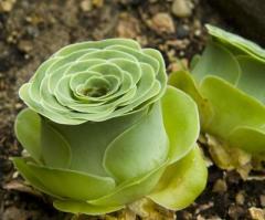 Greenovia Dodrentalis-Gül Formlu Özel Sukulent 8,5 cm Saksıda
