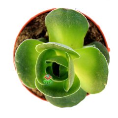Greenovia Dodrentalis-Gül Formlu Özel Sukulent 8,5 cm Saksıda