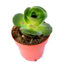Greenovia Dodrentalis-Gül Formlu Özel Sukulent 8,5 cm Saksıda
