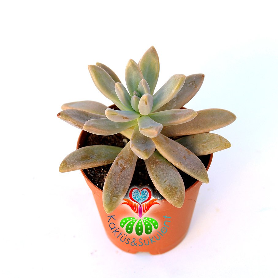 Sukulent , Sedum 'Pat's Pink' -5,5 cm Saksıda-Güneşte Yaprakları Turunculaşır-Uzun İnce Yapraklı