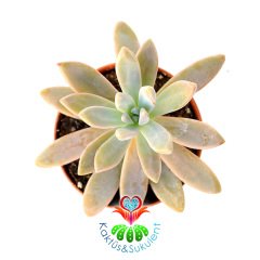 Sukulent , Sedum 'Pat's Pink' -5,5 cm Saksıda-Güneşte Yaprakları Turunculaşır-Uzun İnce Yapraklı