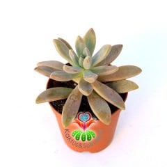 Sukulent , Sedum 'Pat's Pink' -5,5 cm Saksıda-Güneşte Yaprakları Turunculaşır-Uzun İnce Yapraklı