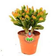 Shrek Kulağı Sukulent - Crassula Ovata Gollum -Büyük Boy Yaprak Uçları Doğal Renkli-10,5 cm Saksıda
