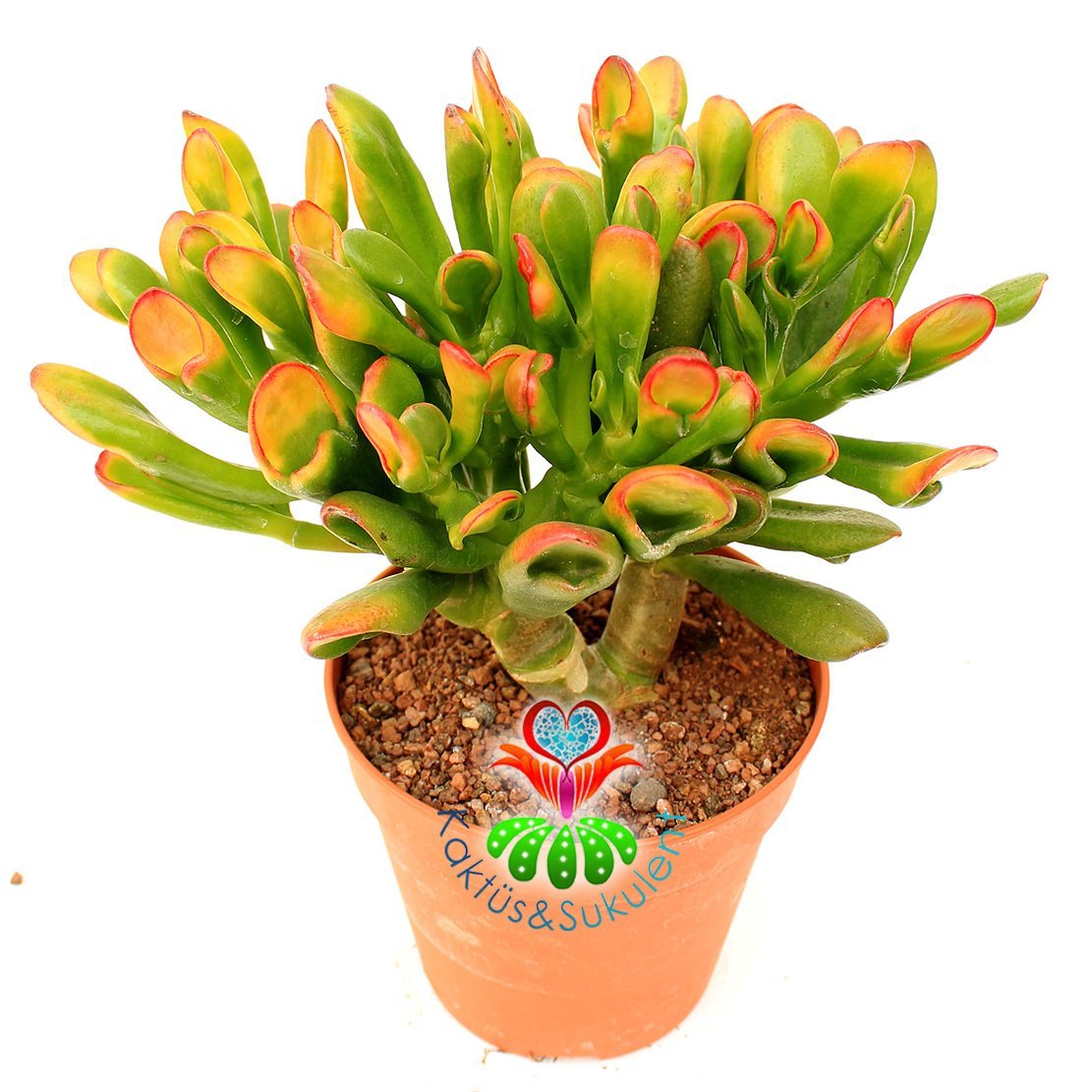 Shrek Kulağı Sukulent - Crassula Ovata Gollum -Büyük Boy Yaprak Uçları Doğal Renkli-10,5 cm Saksıda
