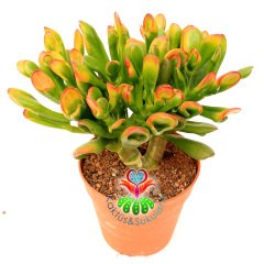 Shrek Kulağı Sukulent - Crassula Ovata Gollum -Büyük Boy Yaprak Uçları Doğal Renkli-10,5 cm Saksıda