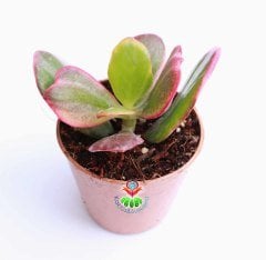 Crassula Ovata 'Hummel's Sunset', 3 Renkli Para Ağacı,Şans,Uğur Ağacı 5,5 cm saksıda-Jade Plant,