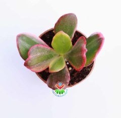 Crassula Ovata 'Hummel's Sunset', 3 Renkli Para Ağacı,Şans,Uğur Ağacı 5,5 cm saksıda-Jade Plant,