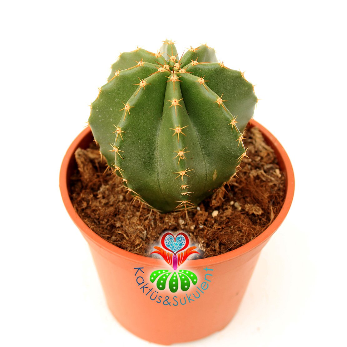 Büyük Kaktüs, Echinocereus Subinermis- Mükemmel Sarı Renk Çiçek Açar-12 cm Saksıda-Parlak Dokulu
