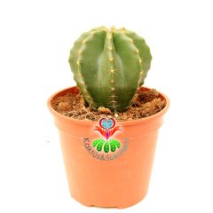 Büyük Kaktüs, Echinocereus Subinermis- Mükemmel Sarı Renk Çiçek Açar-12 cm Saksıda-Parlak Dokulu