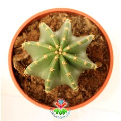 Büyük Kaktüs, Echinocereus Subinermis- Mükemmel Sarı Renk Çiçek Açar-12 cm Saksıda-Parlak Dokulu