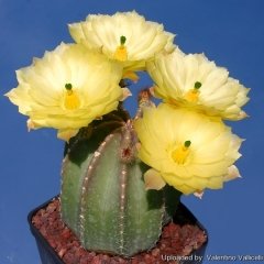 Büyük Kaktüs, Echinocereus Subinermis- Mükemmel Sarı Renk Çiçek Açar-12 cm Saksıda-Parlak Dokulu