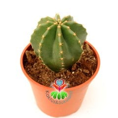 Büyük Kaktüs, Echinocereus Subinermis- Mükemmel Sarı Renk Çiçek Açar-12 cm Saksıda-Parlak Dokulu