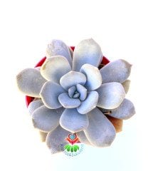 Echeveria Laui -Beyaz ve Pudralı Oval Yapraklı Özel Sukulent 8,5 cm Saksıda