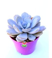 Echeveria Laui -Beyaz ve Pudralı Oval Yapraklı Özel Sukulent 8,5 cm Saksıda