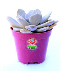 Echeveria Laui -Beyaz ve Pudralı Oval Yapraklı Özel Sukulent 8,5 cm Saksıda