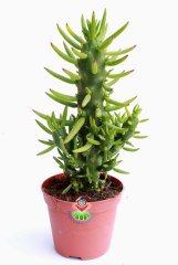 Kaktüs,Austrocylindropuntia ( Opuntia )Subulata -Dikensiz Dallı Formlu -8,5 cm Saksıda - Kaktus