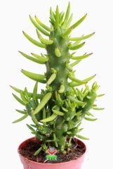Kaktüs,Austrocylindropuntia ( Opuntia )Subulata -Dikensiz Dallı Formlu -8,5 cm Saksıda - Kaktus