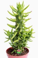 Kaktüs,Austrocylindropuntia ( Opuntia )Subulata -Dikensiz Dallı Formlu -8,5 cm Saksıda - Kaktus