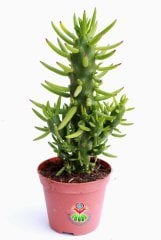 Kaktüs,Austrocylindropuntia ( Opuntia )Subulata -Dikensiz Dallı Formlu -8,5 cm Saksıda - Kaktus