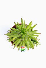 Kaktüs,Austrocylindropuntia ( Opuntia )Subulata -Dikensiz Dallı Formlu -8,5 cm Saksıda - Kaktus