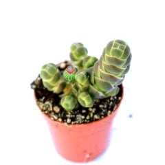 Crassula Barklyi -Sıradışı Yapraklı Özel Tür Nadir Sukulent 5,5 cm Saksıda