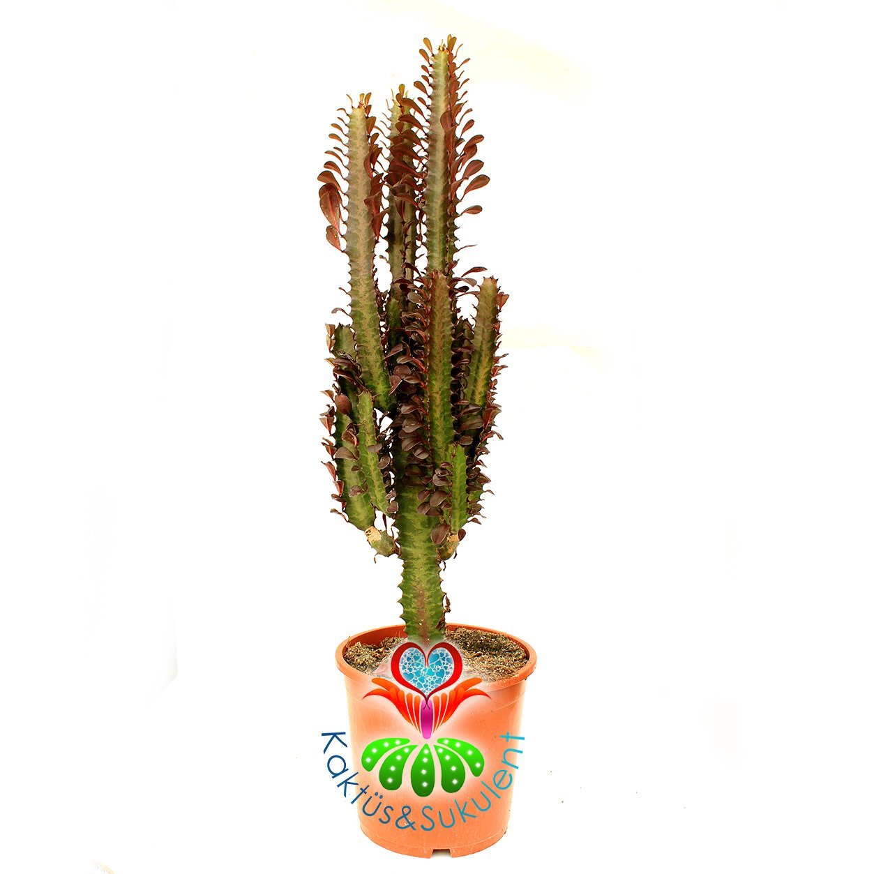 Dev Kaktüs, Euphorbia Trigona Rubra - Kırmızı Renk Afrikan Süt Ağacı-17  cm Saksı-50 cm Bitki Uzunluğu-Dallı Form