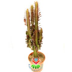 Dev Kaktüs, Euphorbia Trigona Rubra - Kırmızı Renk Afrikan Süt Ağacı-17  cm Saksı-50 cm Bitki Uzunluğu-Dallı Form