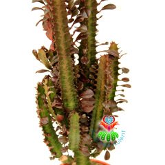 Dev Kaktüs, Euphorbia Trigona Rubra - Kırmızı Renk Afrikan Süt Ağacı-17  cm Saksı-50 cm Bitki Uzunluğu-Dallı Form