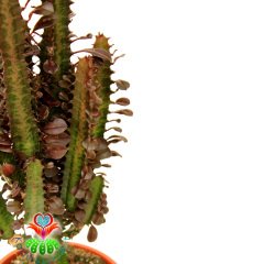 Dev Kaktüs, Euphorbia Trigona Rubra - Kırmızı Renk Afrikan Süt Ağacı-17  cm Saksı-50 cm Bitki Uzunluğu-Dallı Form