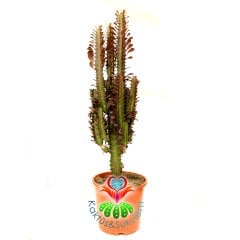 Dev Kaktüs, Euphorbia Trigona Rubra - Kırmızı Renk Afrikan Süt Ağacı-17  cm Saksı-50 cm Bitki Uzunluğu-Dallı Form