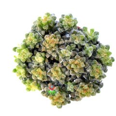 Anacampseros Filamentosa Tomentosa-Tüylü Minik Yapraklı Özel Tür Sukulent 5,5 cm Saksıda