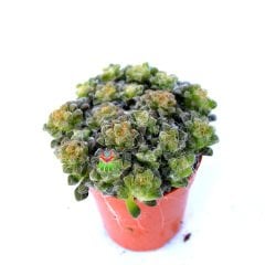 Anacampseros Filamentosa Tomentosa-Tüylü Minik Yapraklı Özel Tür Sukulent 5,5 cm Saksıda