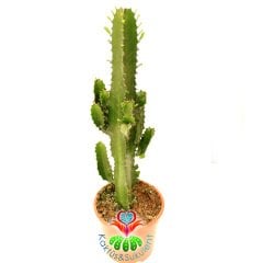Dev Kaktüs, Euphorbia Erytrea Canarias-Canlı Yeşil Renkli Klasik Kaktüs Formlu Çok Şık-17 cm Saksı 50 cm Bitki Uzunluğu