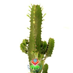 Dev Kaktüs, Euphorbia Erytrea Canarias-Canlı Yeşil Renkli Klasik Kaktüs Formlu Çok Şık-17 cm Saksı 50 cm Bitki Uzunluğu